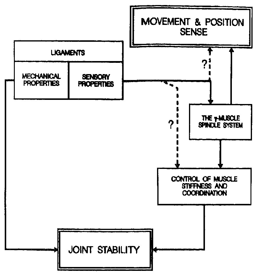 LIGAMENTO MUSCULAR ligamento muscular: