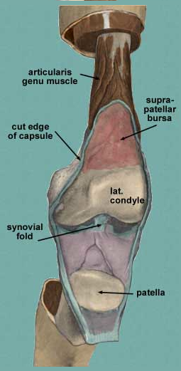 Chronic Knees! - L.A.S.T.