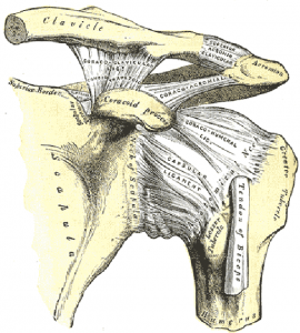 shoulder-muscles-tendons