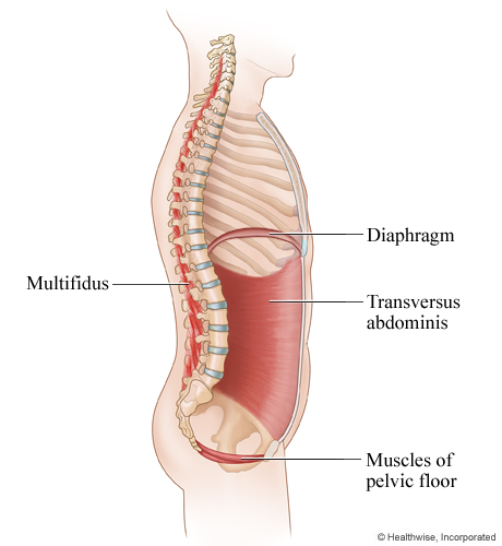 As a group the Diaphragm, TVA, Pelvic Floor and Multifidus Muscles form the top, bottom, front and back of a “cylinder” of support for the trunk.