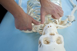 Anterior SC Joint Skeleton