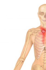 Anterior sternoclavicular lig